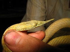 Langaha madagascariensis