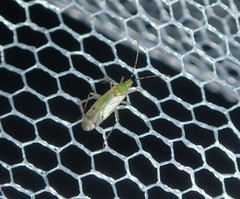 Nesidiocoris tenuis