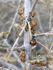 Ceroplastes irregularis