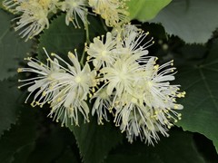 Tilia cordata