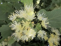 Tilia cordata