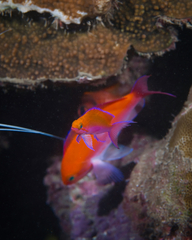 Nemanthias bicolor
