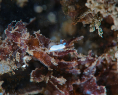 Goniobranchus verrieri