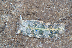 Plakobranchus ocellatus