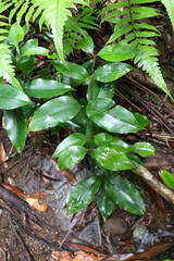 Syzygium crebrinerve