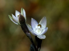 Thelymitra purpureofusca