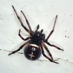 Steatoda paykulliana