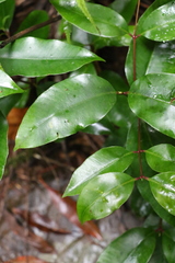 Syzygium crebrinerve