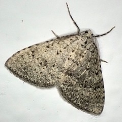 Colostygia multistrigaria