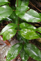 Syzygium crebrinerve