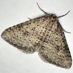 Colostygia multistrigaria