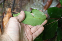 Syzygium crebrinerve