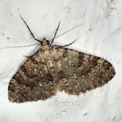 Colostygia multistrigaria