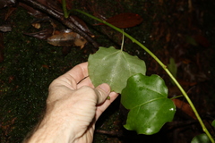 Streptothamnus moorei