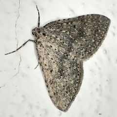 Colostygia multistrigaria