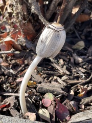 Psathyrellaceae