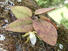 Trichocentrum capistratum