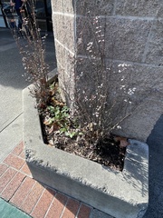Psathyrellaceae