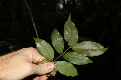 Atherospermataceae