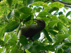 Cyclarhis gujanensis insularis