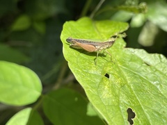 Orphulella concinnula