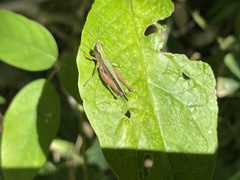 Orphulella concinnula