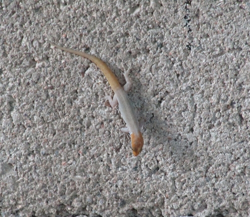 Yellow-headed Gecko, Saint Andrew, JM, photo 5 of 10