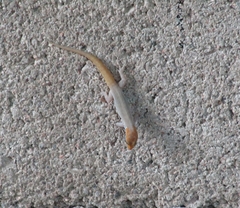 Gonatodes albogularis notatus