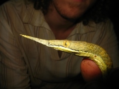 Langaha madagascariensis