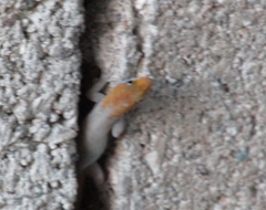 Gonatodes albogularis notatus