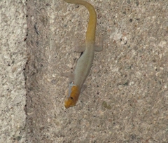 Gonatodes albogularis notatus