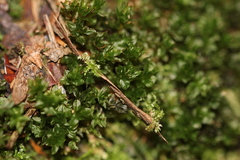 Mnium spinulosum