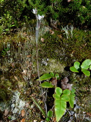Thelymitra purpureofusca