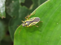 Acinocoris includens