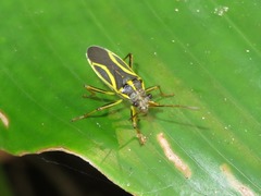 Acinocoris includens