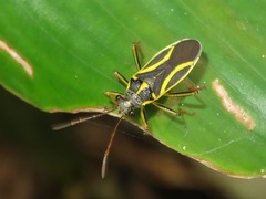 Acinocoris includens