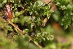 Mnium spinulosum