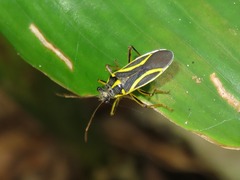 Acinocoris includens