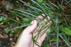 Acacia longissima