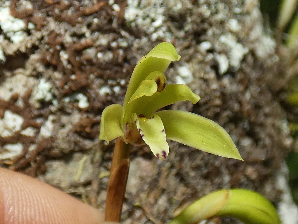 Maxillaria scorpioidea