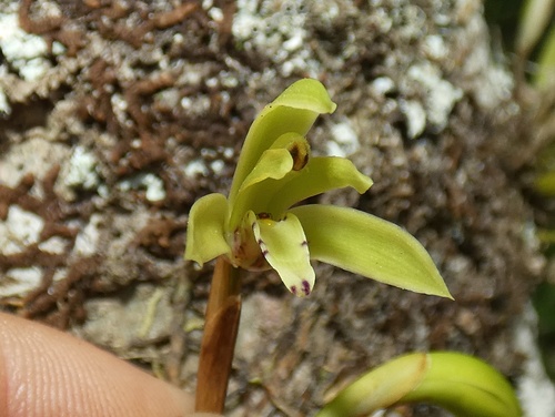 Maxillaria scorpioidea, photograph 2