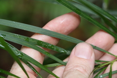 Acacia longissima