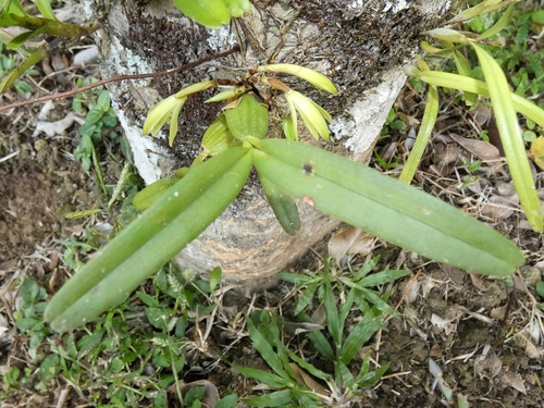 Maxillaria scorpioidea, photograph 3