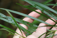Acacia longissima