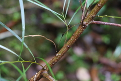 Acacia longissima