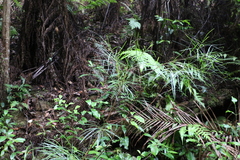Acacia longissima