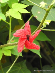 Hibiscus uncinellus