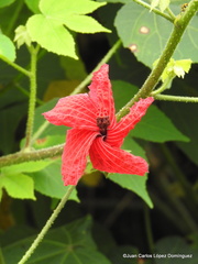 Hibiscus uncinellus