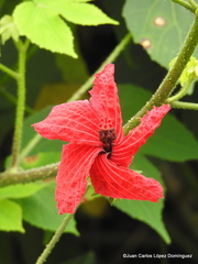 Hibiscus uncinellus