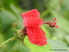 Hibiscus uncinellus